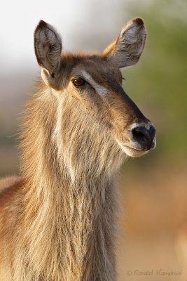 Waterbuck - Waterbok