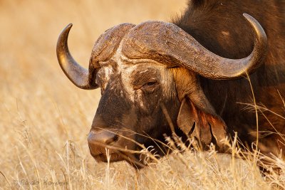 Cape Buffalo - Kaapse buffel