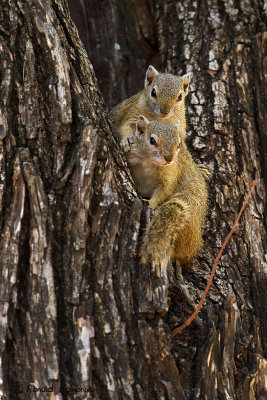 Tree Squirrel - Boomeekhoorn