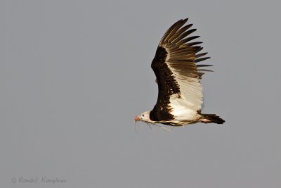 White-headed Vulture - Witkopgier