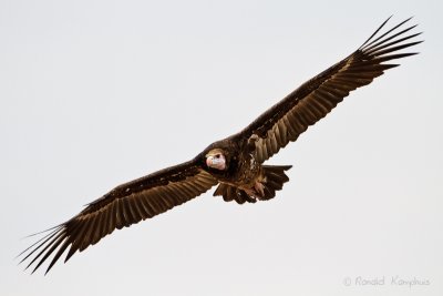 White-headed Vulture - Witkopgier