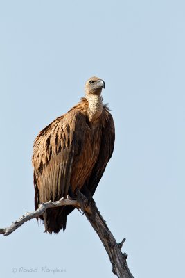 White-backed Vulture - Witruggier