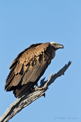 White-backed Vulture - Witruggier