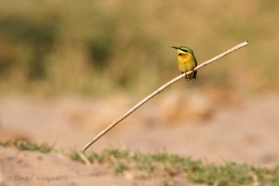 Little Bee-eater - Kleine bijeneter .