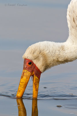 Yellow-billed Stork - Nimmerzat