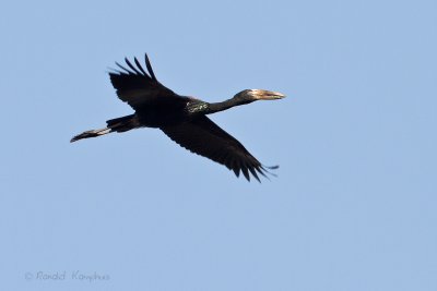 African Openbill - Afrikaanse gaper