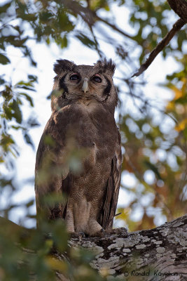 Verreaux's Eagle-Owl - Verreaux oehoe