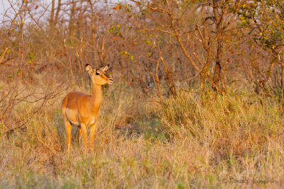 Impala