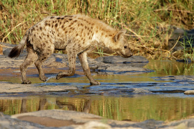 Spotted Hyena - Gevlekte hyena