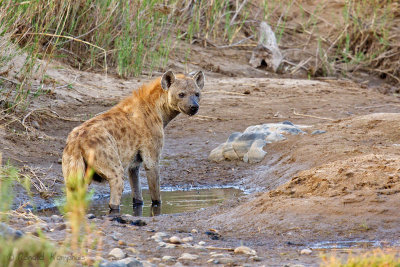 Spotted Hyena - Gevlekte hyena