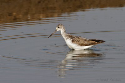 Common Greenshank - Groenpootruiter