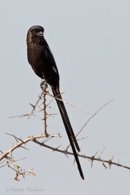 Magpie Shrike - Eksterklauwier