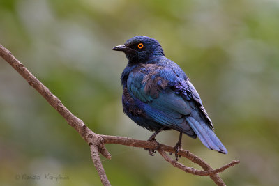 Black-bellied Starling - Zwartbuik-glansspreeuw