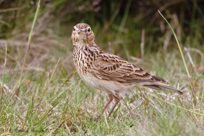 Eurasian Skylark - Veldleeuwerik