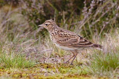 Eurasian Skylark - Veldleeuwerik