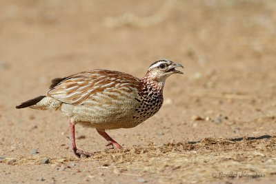 Crested Francolin - kuiffrankolijn