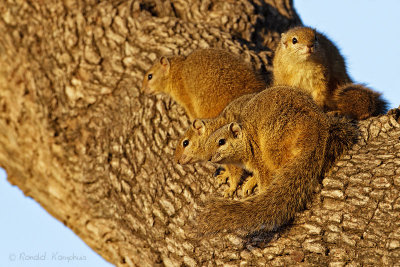 Tree Squirrel - Boom eekhoorn
