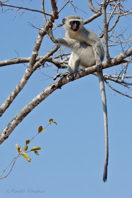 Vervet Monkey - Groene meerkat