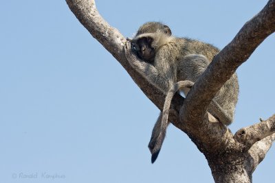 Vervet Monkey - Groene meerkat
