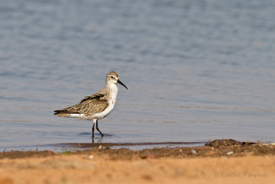 Curlew Sandpiper - Krombekstrandloper