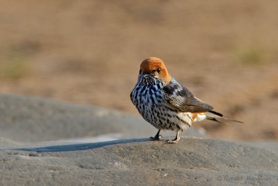 Lesser Striped Swallow - Savanne-zwaluw