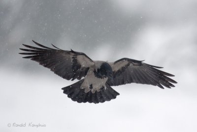 Crows , Jays - Kraaien , Gaaien