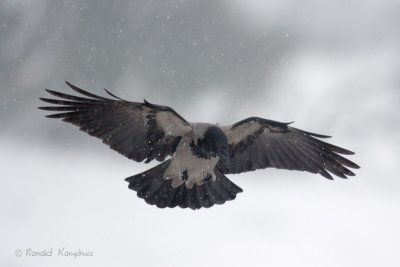 Hooded Crow - Bonte Kraai