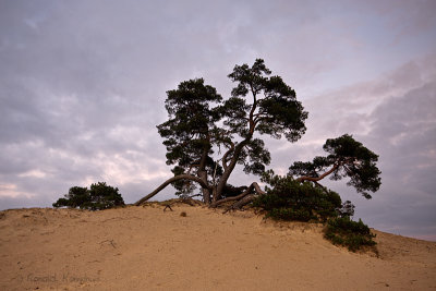 Kootwijkerzand, De Veluwe