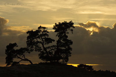 Kootwijkerzand, De Veluwe