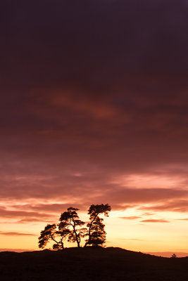 Kootwijkerzand, De Veluwe