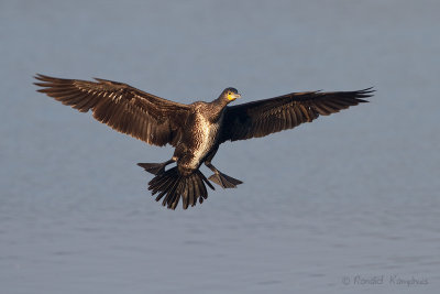 Cormorant - Aalscholver