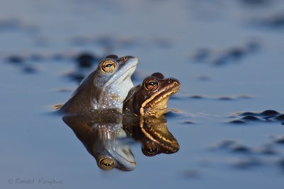 Reptiles/Amphibians - Reptielen/Amfibieen