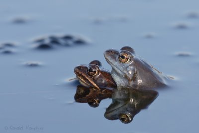 Moorfrog - Heikikker