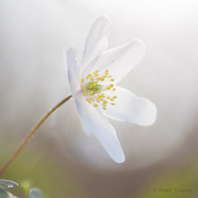 Wood anemone - Bosanemoon