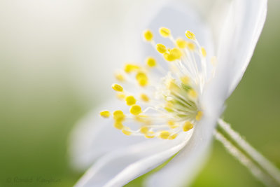 Wood anemone - Bosanemoon