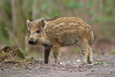 Wild Boar - Wild zwijn