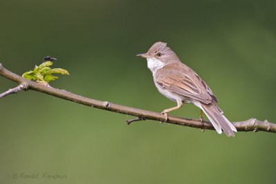 Whitethroat - Grasmus