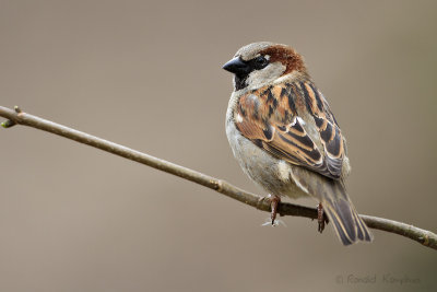 Sparrow - Huismus