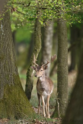 Fallow Deer - Damhert