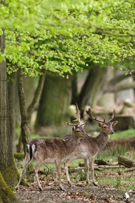 Fallow Deer - Damhert