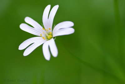 Greater Stitchwort - Grote muur