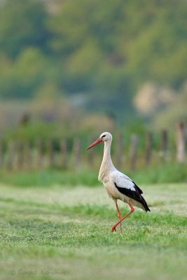 Stork - Ooievaar