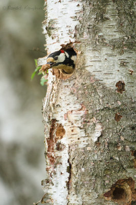 Great Spotted Woodpecker - Grote bonte specht