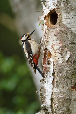 Great Spotted Woodpecker - Grote bonte specht