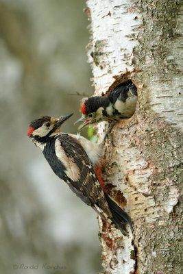 Great Spotted Woodpecker - Grote bonte specht