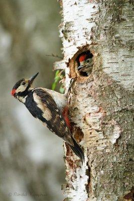 Great Spotted Woodpecker - Grote bonte specht