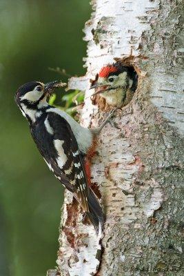 Great Spotted Woodpecker - Grote bonte specht