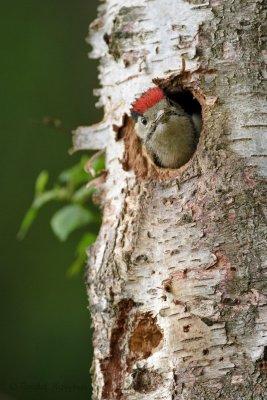 Great Spotted Woodpecker - Grote bonte specht