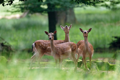 Fallow Deer - Damhert