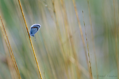 Silver Studded Blue - Heideblauwtje